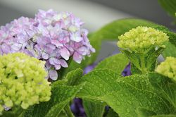 Hortensien giessen Hitze Lubera