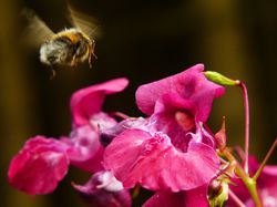 Indisches Springkraut Neophyten Bienenpflanzen Lubera