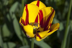 Blumenzwiebeln für Bienen Insekten Lubera