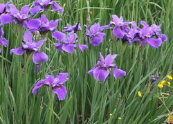 Sibirische Iris kaufen Lubera