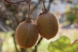 Kiwi, Actinidia chinensis, Actinidia deliciosa