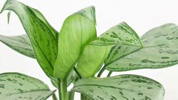 kolbenfaden aglaonema commutatum, Zimmerpflanzen fr den Halbschatten