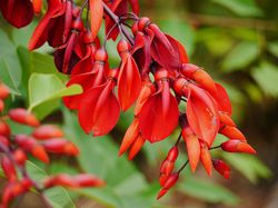 Korallenbaum erythrina crista galli