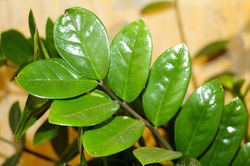 Zimmerpflanzen Schatten, Glücksfeder Zamioculcas, Lubera