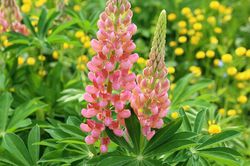 Lupinen kaufen WestcountryLupinen Stauden von Lubera®