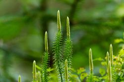 Huperzia, lycopodium, Brlappgewchs, Pixabay