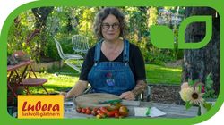 Gartenvideo, Tomatensamen gewinnen