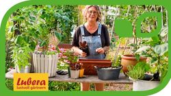 >Balkongemüse anbauen: Sortentipps für die Ernte auf kleinem Raum
