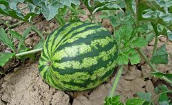 Melonen pflegen mit richtigen Tipps aus dem Gartenbuch von Lubera.
