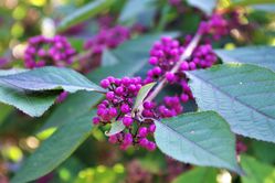 Liebesperlenstrauch kaufen Callicarpa Lubera