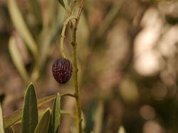 Olivenbaum vertrocknet  - was kann getan werden?