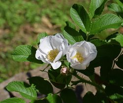 Wildrosen kaufen Rosa Rugosa alba Lubera