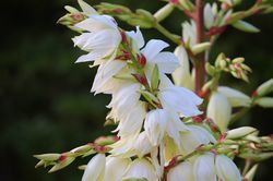 Palmlilie, Lubera Yucca palme