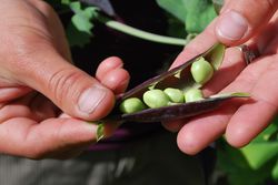 Erbsen Samen kaufen im Lubera-Shop