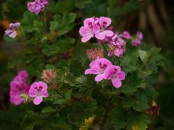 Pelargonien berwintern - so klappt es