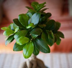 Ficus microcarpa Zimmerpflanze Lubera Pixabay Chinesische Feige Lorbeer-Feige Indischer Lorbeer 