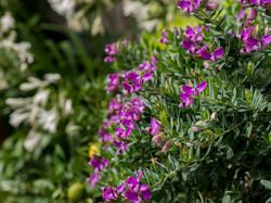 Pflanzen und Blumen gießen Lubera