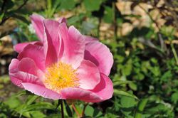 Wildrosen kaufen Kartoffelrose Rosa Rugosa Lubera Essbare Rosen