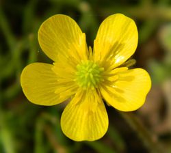 Ranunculus