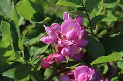 Borstenakazie Macrophylla (Robinia hispida), Robinie