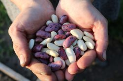 Bohnen Samen im Lubera Onlineshop kaufen.