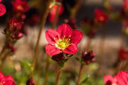 Saxifraga ardensii Lubera 