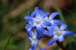 Sternhyazinthen Chionodoxa Schneestolz Frhlingszwiebeln Lubera