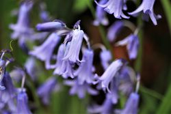 Spanisches Hasenglöckchen Hyacinthoides hispanica 