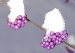 Liebesperlenstrauch kaufen Callicarpa Lubera