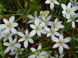 Milchstern Ornithogalum Stern von Bethlehem