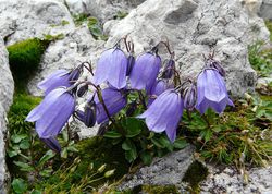 Steingarten Stauden Lubera Shop