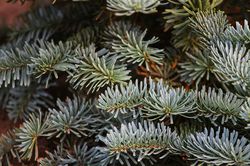 Tannenbaum kaufen