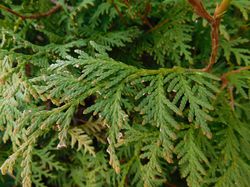 Thuja Nadeln