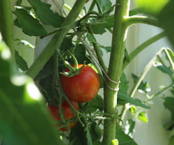 Outdoor tomato plants from Lubera