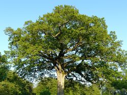 Eiche Eichen Quercus Baum Lubera