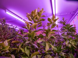 Pflanzenbeleuchtung mit LED -  künstliches Licht für Pflanzen