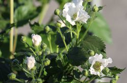 Überwinterung der Lowberries (als Kübelpflanzen)