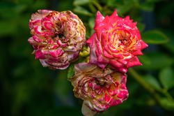 Verblühte Rosen schneiden Sommerschnitt bei Rosen Lubera