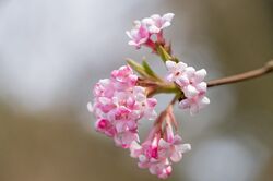Schneeballstrauch, Winterschneeball, Viburnum bodnantense