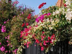 Bougainvillea Pflanze