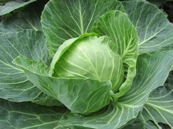 Weisskohl Samen, Brassica oleracea convar. capitata var. alba, Kabis, Weisskraut, Lubera