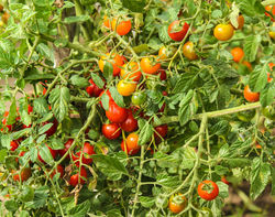 Wildtomaten