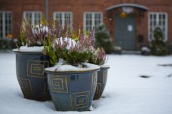 Winterharte Gehölze für den Kübel, Heidekraut Winter, Topfpflanzen Schnee, Calluna