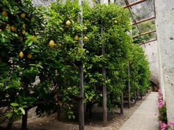 Limonaia Zitrusgärten von Limone, Lubera