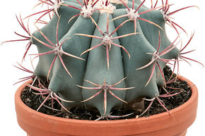 Ferocactus stainesii