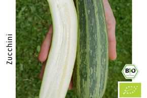 Zucchini Cocozelle von Tripolis BIO