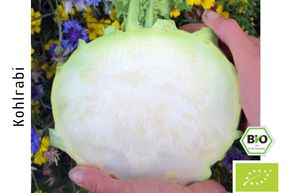 Kohlrabi Gigant/Superschmelz BIO