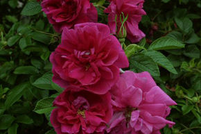 Rosa rugosa 'Roseraie de l'Hay'