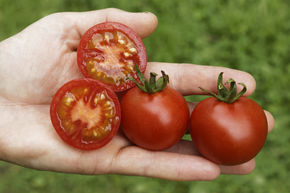 Freilandtomate Vivaroma BIO