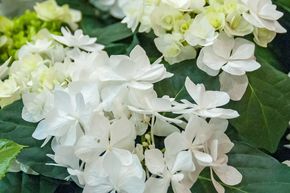 Hydrangea macrophylla 'Coco'